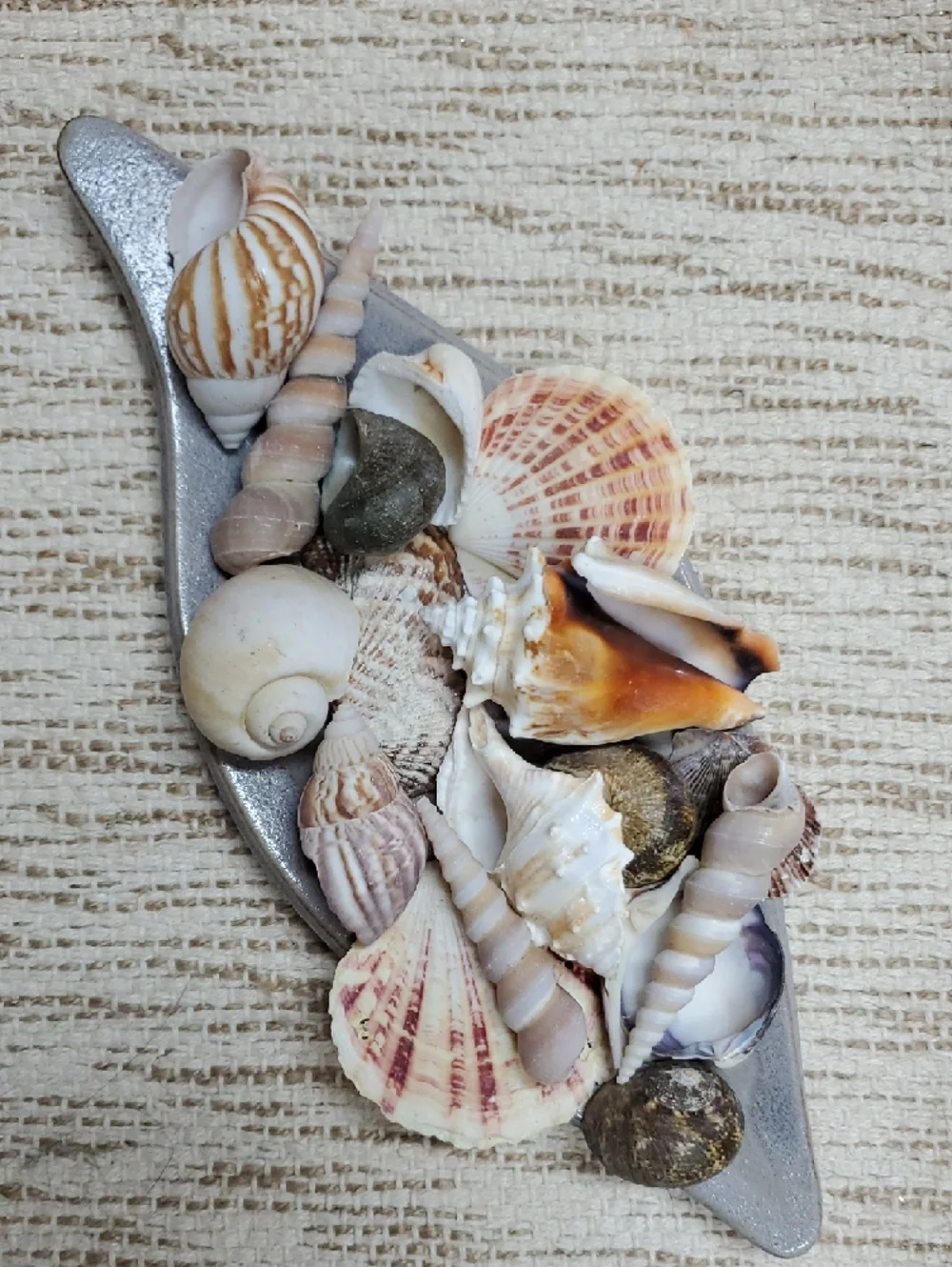 Natural Seashell Collection On Decorative Tray Beach Coastal